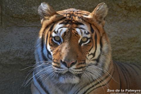 Tigre de l'Amour au Zoo de La Palmyre