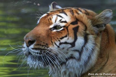 Tigre de l'Amour au Zoo de La Palmyre