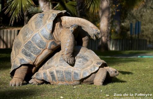 Tortue géante d’Aldabra au Zoo de la Palmyre