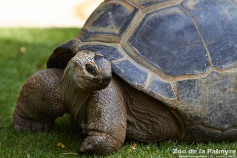 Tortue géante d’Aldabra au Zoo de la Palmyre