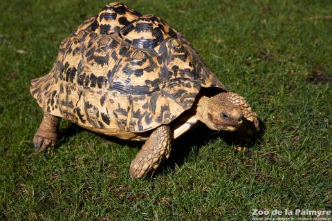 Tortue Léopard au Zoo de la Palmyre