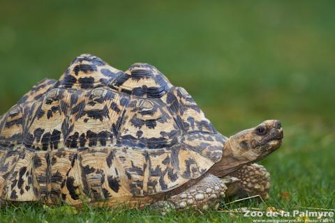 Tortue Léopard au Zoo de la Palmyre