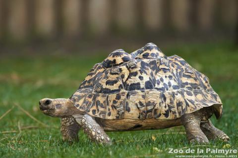 Tortue Léopard au Zoo de la Palmyre