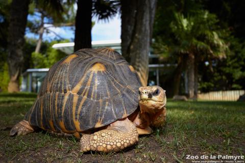 Tortue Rayonnée au Zoo de la Palmyre