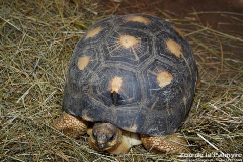 Tortue Rayonnée au Zoo de la Palmyre