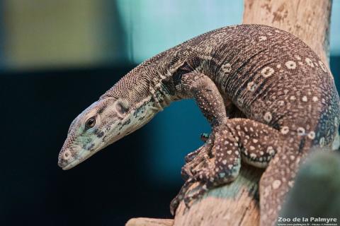 Varan à deux bandes au Zoo de La Palmyre