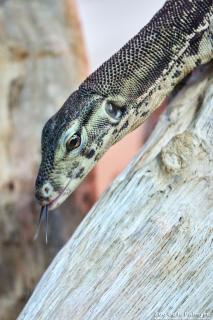 Varan à deux bandes au Zoo de La Palmyre