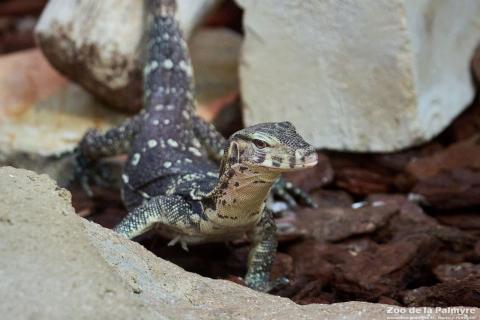 Varan à deux bandes au Zoo de La Palmyre