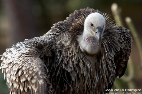 Vautour de Rüppell au Zoo de la Palmyre