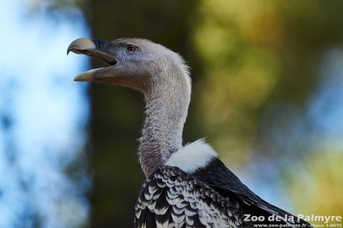 Vautour de Rüppell au Zoo de la Palmyre