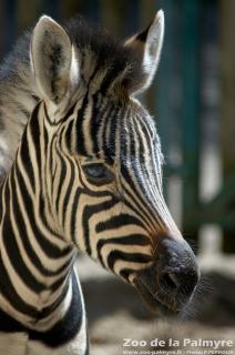 Zèbre des plaines au zoo de la palmyre