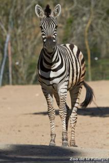 Zèbre des plaines au zoo de la palmyre