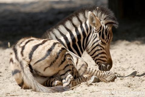 Zèbre des plaines au zoo de la palmyre
