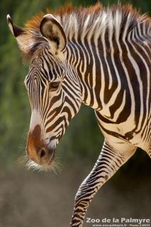 Zèbre de Grevy au Zoo de la Palmyre