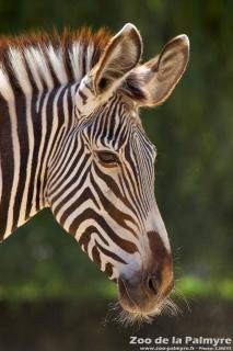 Zèbre de Grevy au Zoo de la Palmyre