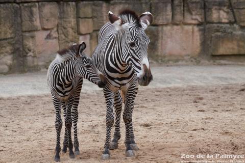 Zèbre de Grevy au Zoo de la Palmyre
