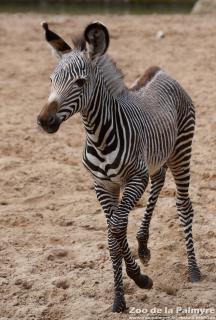 Zèbre de Grevy au Zoo de la Palmyre