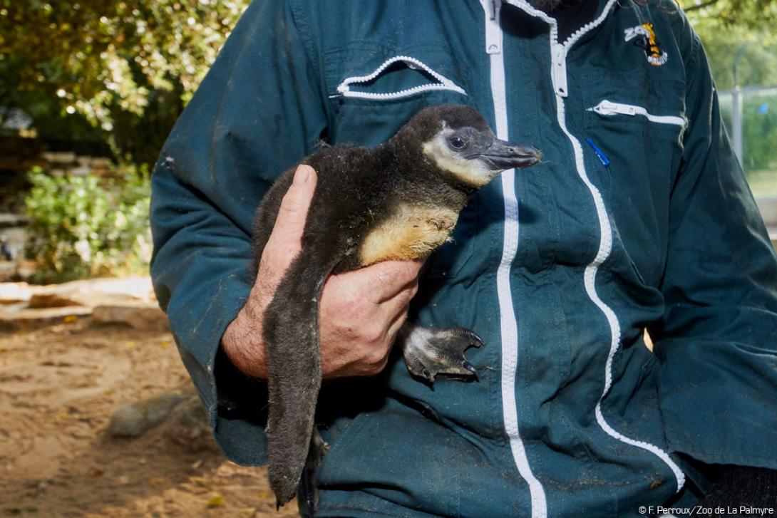 Manchot du cap au zoo de la palmyre