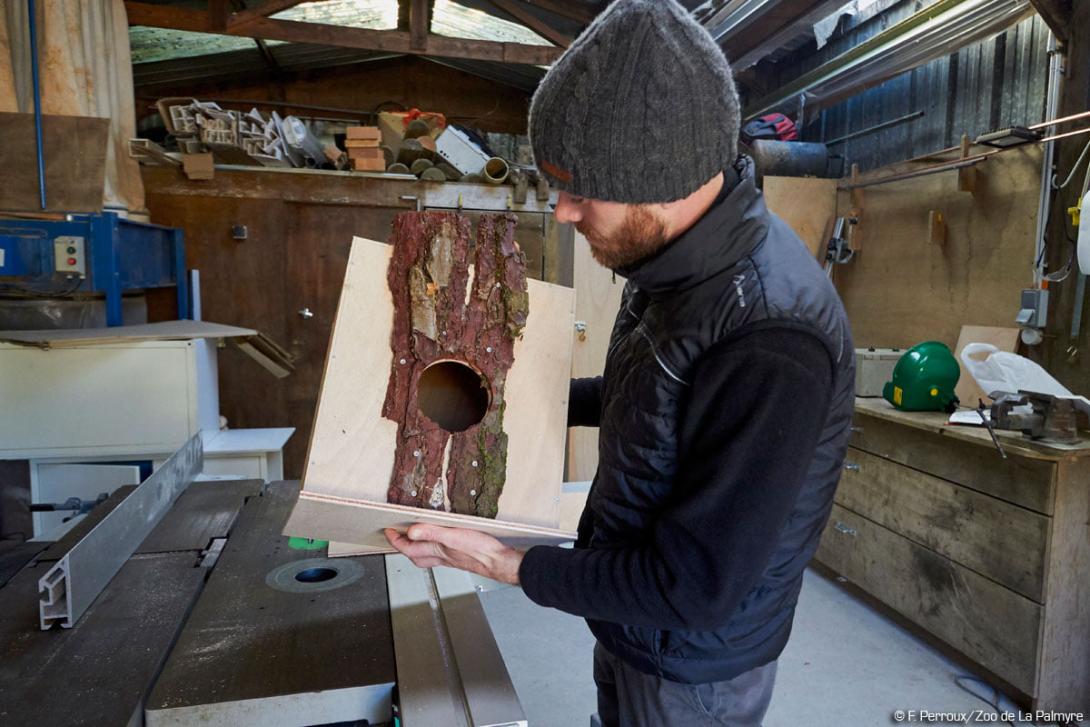 Nid pour les Calaos de Decken au Zoo de la Palmyre
