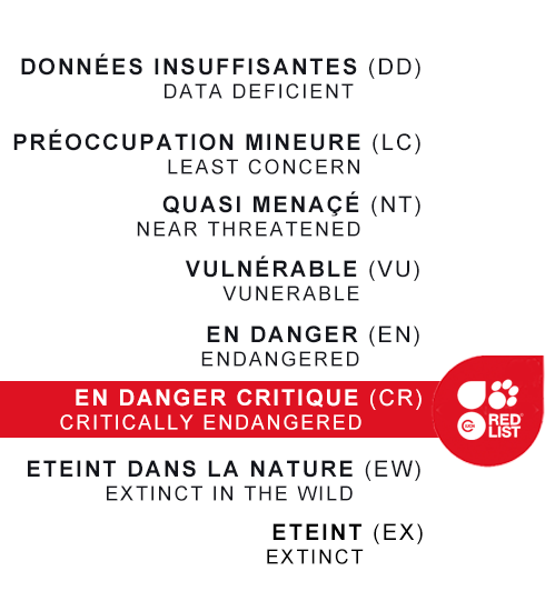 zoo palmyre statut icun CR