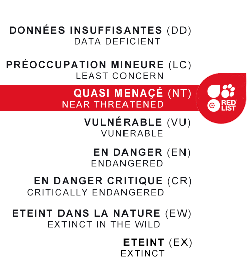 zoo palmyre statut icun NT