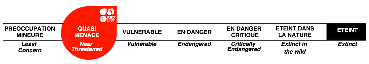 zoo palmyre statut icun NT